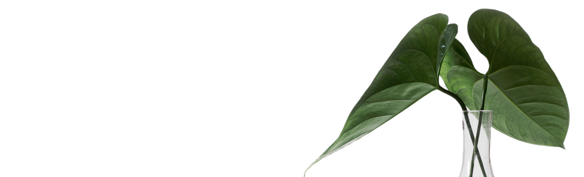 Sustainable Brand Growth Sustainable Brand Growth